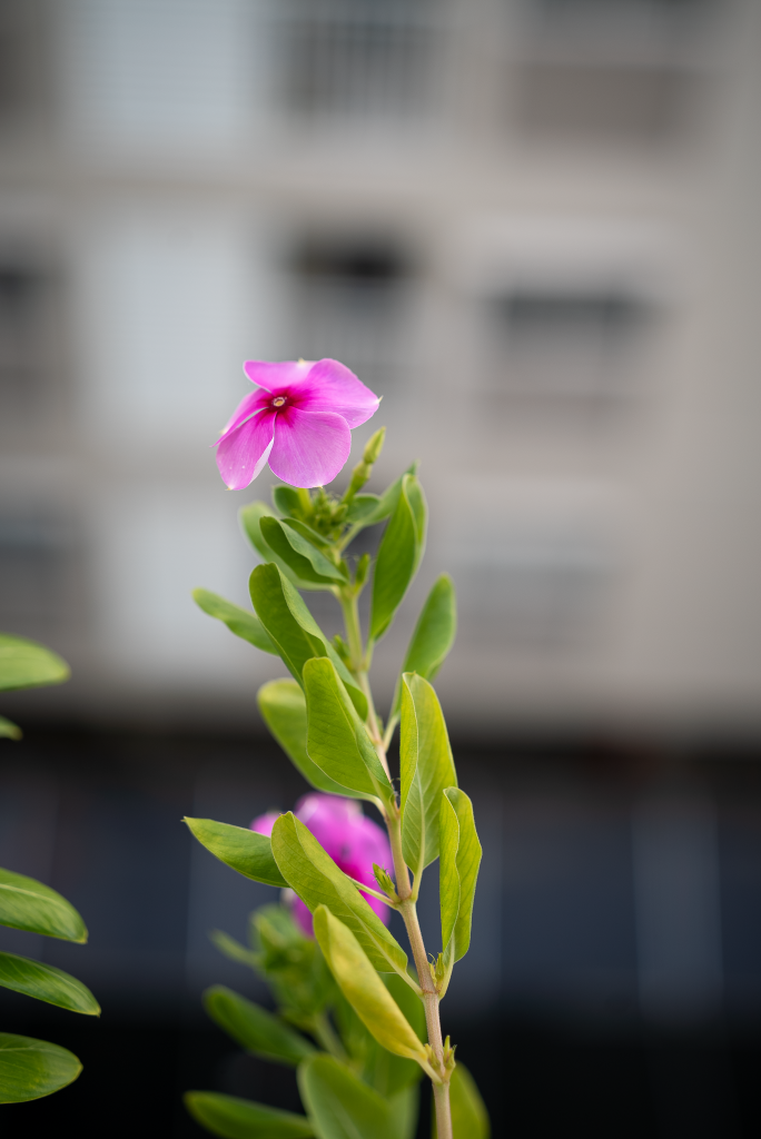 DSC00929.png