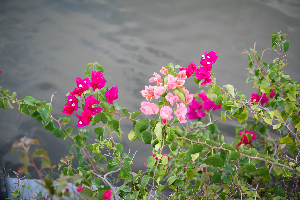 DSC00954.png
