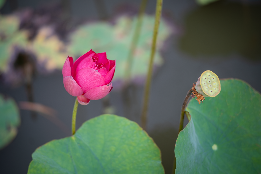 DSC00975.png