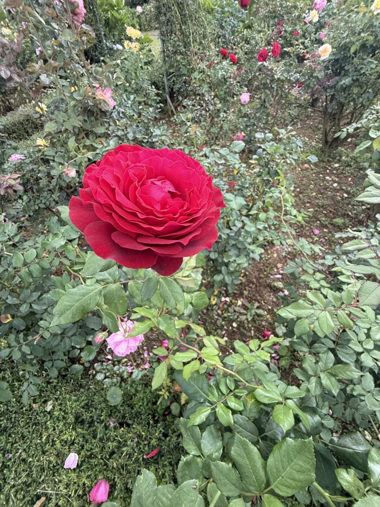 z8072348475139_0bfcca379fbe0e924d3ebda460b14ab8.jpg