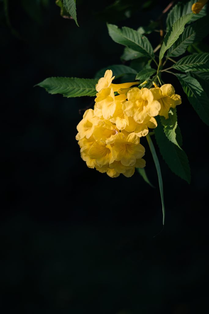 DSC01135.png