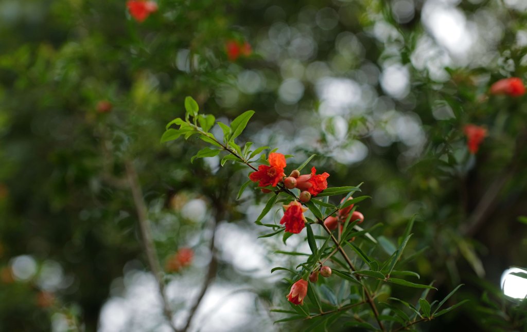 IMG_0411.jpeg