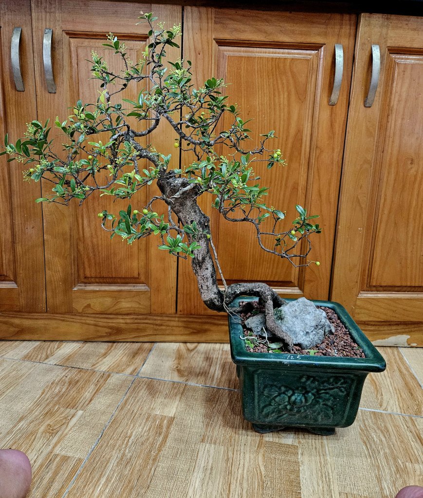 36080.jpg