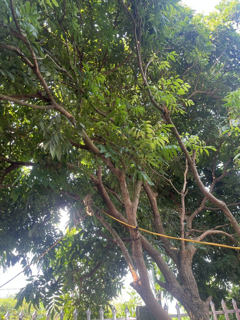IMG_0241.jpeg
