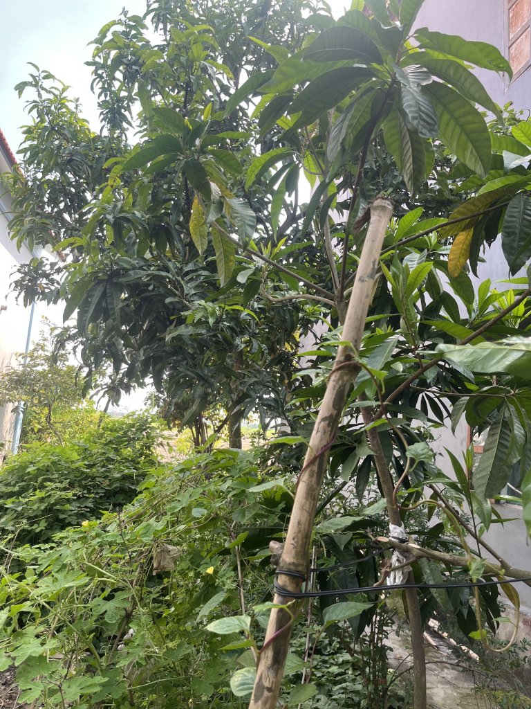 IMG_0242.jpeg