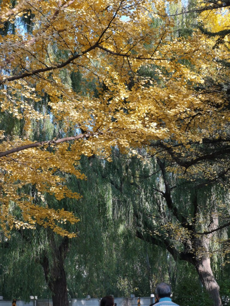 IMG_20251028_160155.jpg
