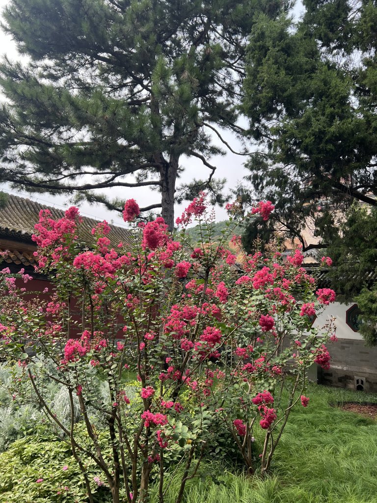 IMG_6391.jpeg