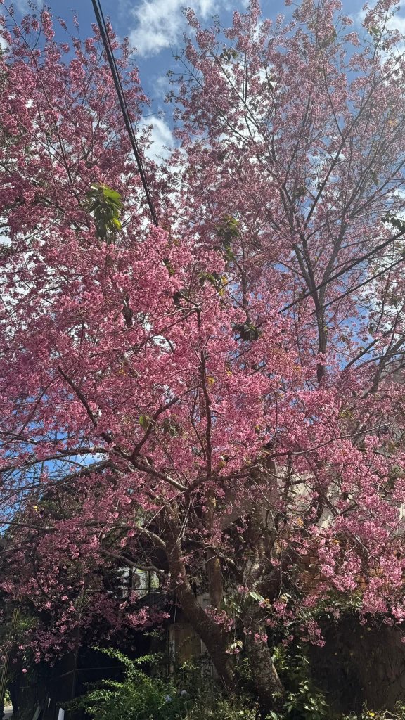 IMG_3629.jpeg