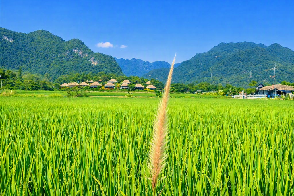 Mai Chau 1.png