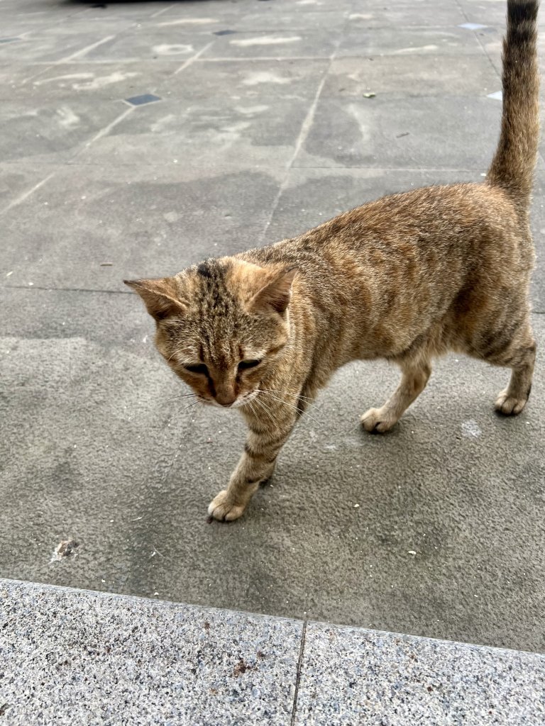 IMG_8528.jpeg