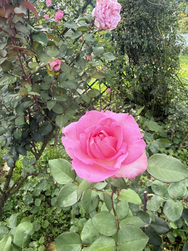z8072349529926_14d7b9f4ea31a411906379cb6741c08f.jpg