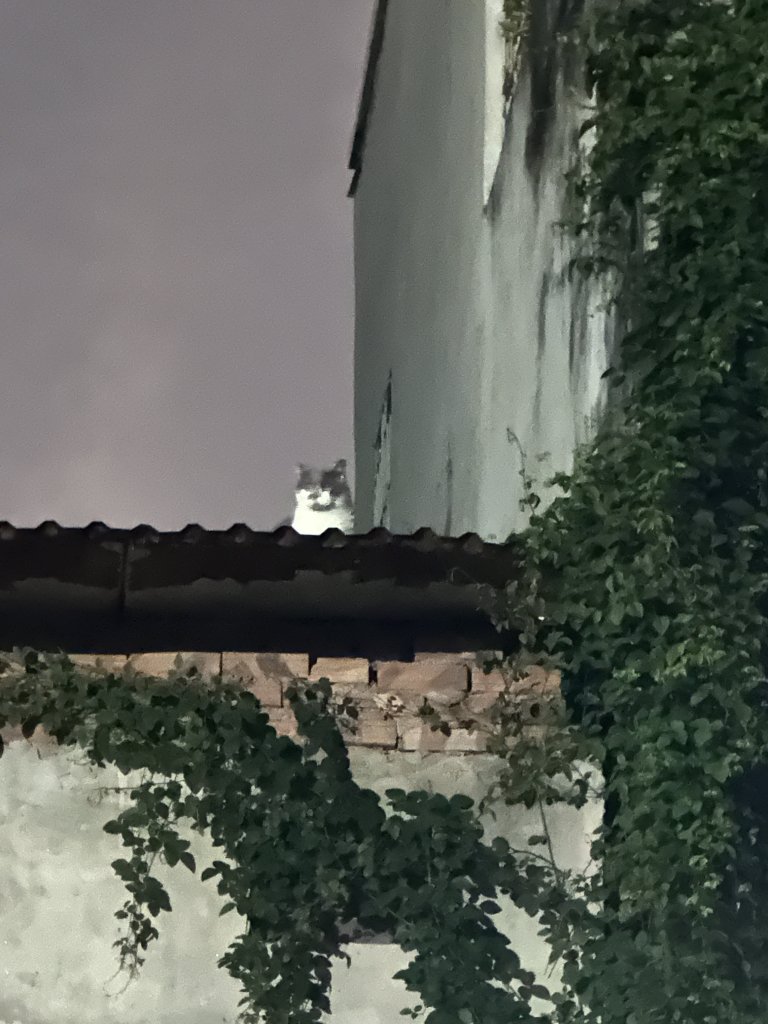 IMG_5929.jpeg