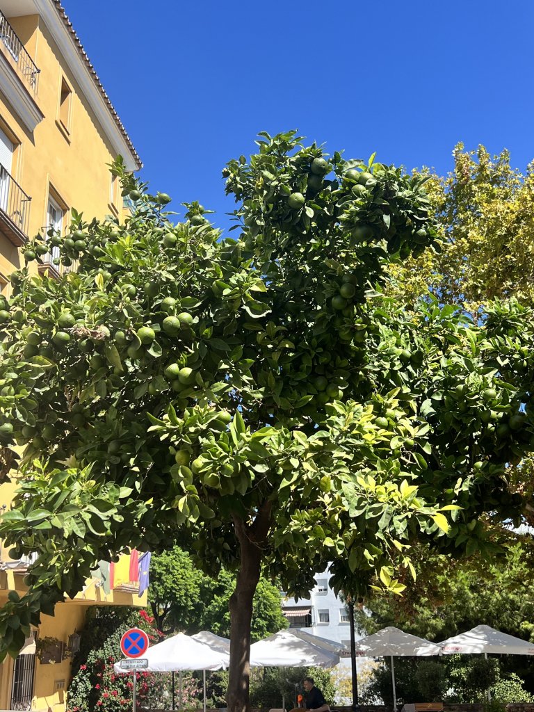 IMG_1531.jpeg