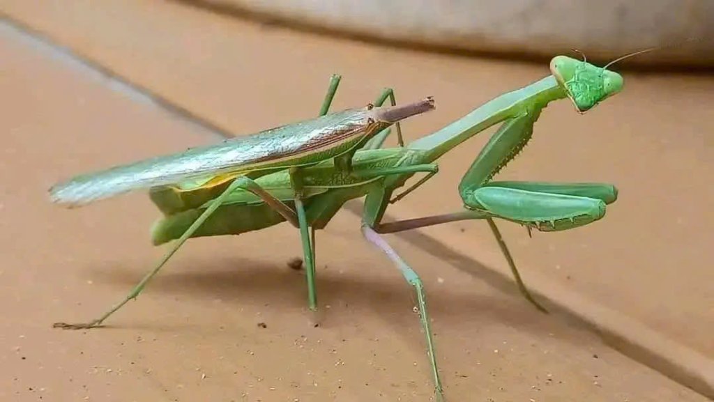 bo ngua.jpg