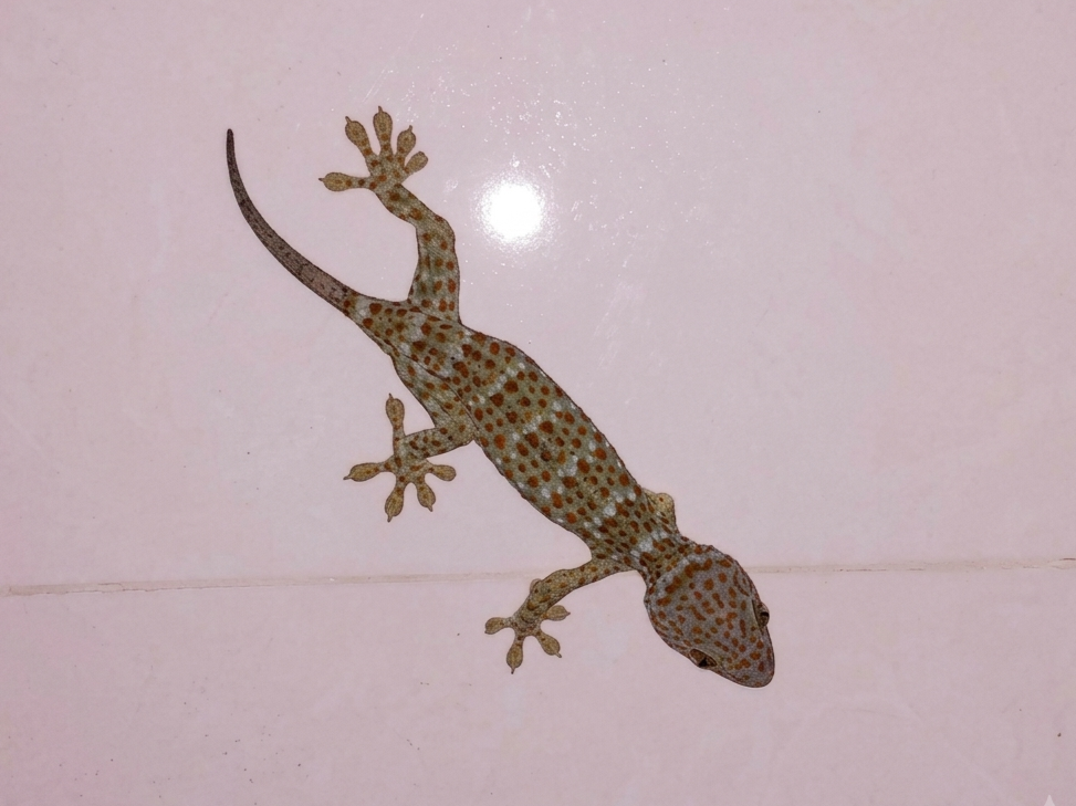 Image_1qljo91qljo91qlj.png