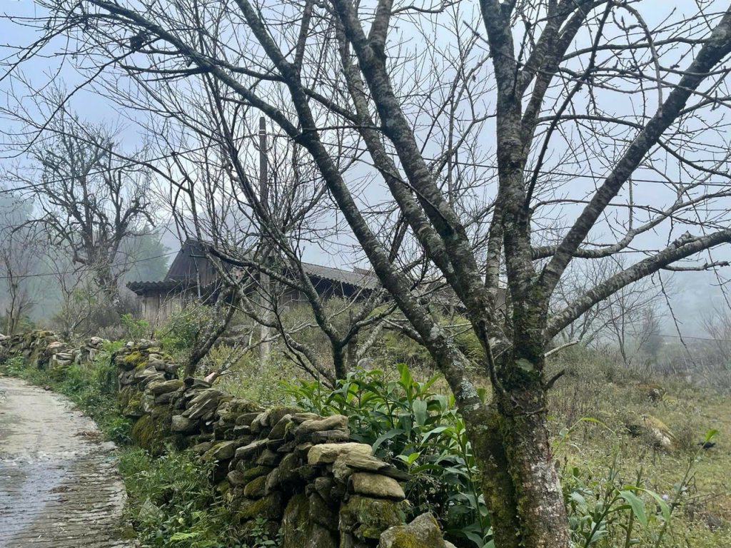 SAPA3.jpg