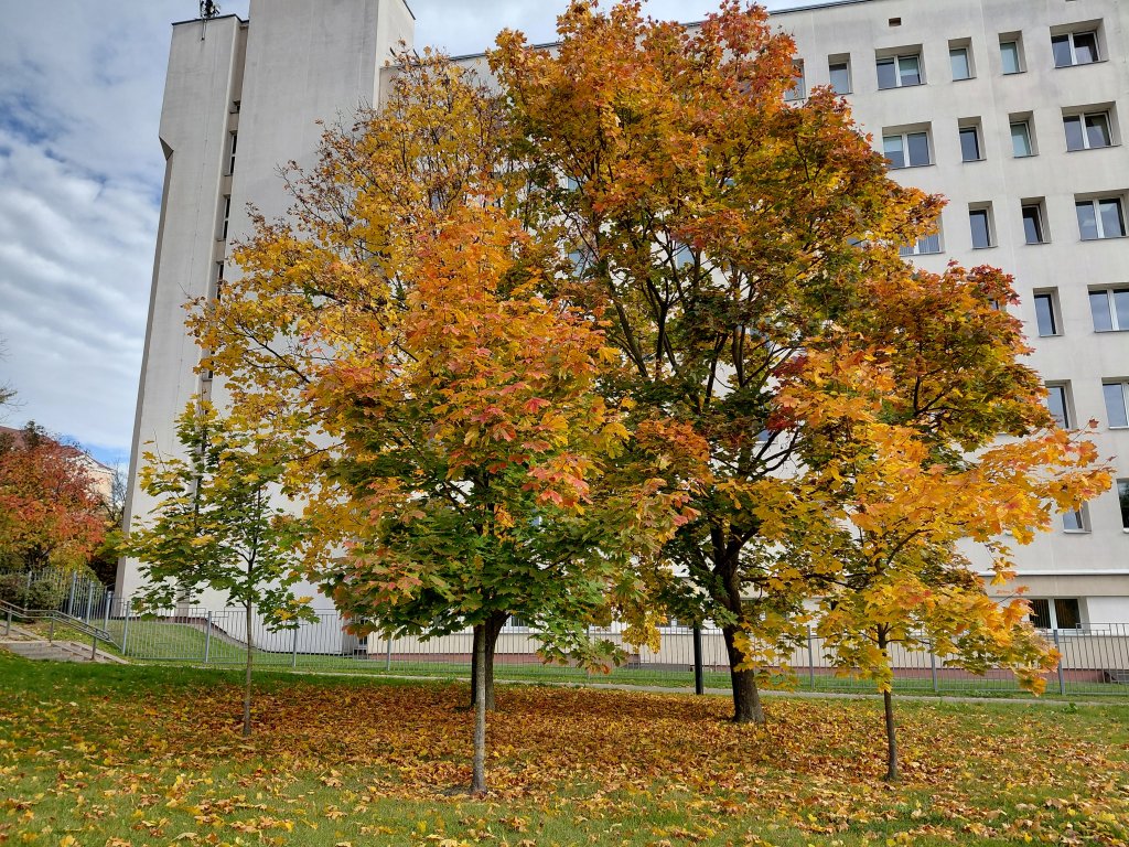 20261006_104946[1].jpg
