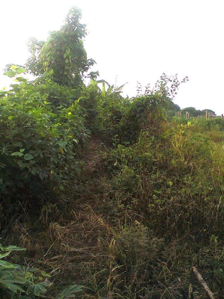 IMG_6453.jpeg