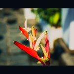 IMG_5335.JPG