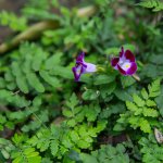 IMG_0994.jpeg