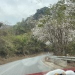IMG_8515.jpeg