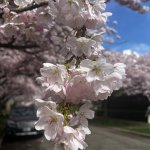 IMG_2129.jpeg