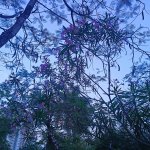 IMG_20250416_180809.jpg