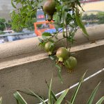 IMG_5076.jpeg