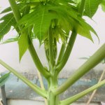 IMG_1306.jpeg