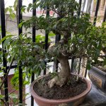IMG_2517.jpeg
