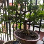 IMG_2516.jpeg