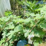 IMG_1330.jpeg