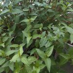 IMG_9049.jpeg