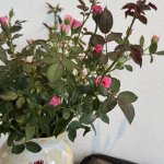 IMG_4993.jpeg
