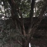 IMG_0460.jpeg