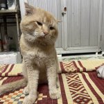 IMG_2740.jpeg