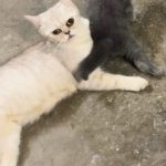 IMG_3493.jpeg