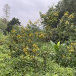 IMG_5994.jpeg