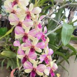 IMG_7739.jpeg