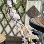 IMG_3221.jpeg