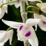 IMG_0827.jpeg