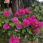 IMG_3509.jpeg
