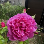 IMG_3510.jpeg