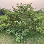 IMG_5079.jpeg