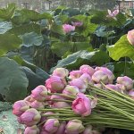 IMG_8976.jpeg