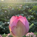 IMG_8961.jpeg