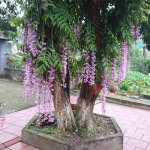 IMG_20250617_065541.jpg