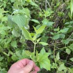 IMG_7894.jpeg