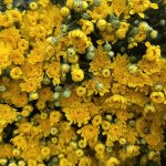 IMG_5686.jpeg