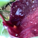 B78BB388-6FFF-4132-810C-98F3C22849BD.jpeg